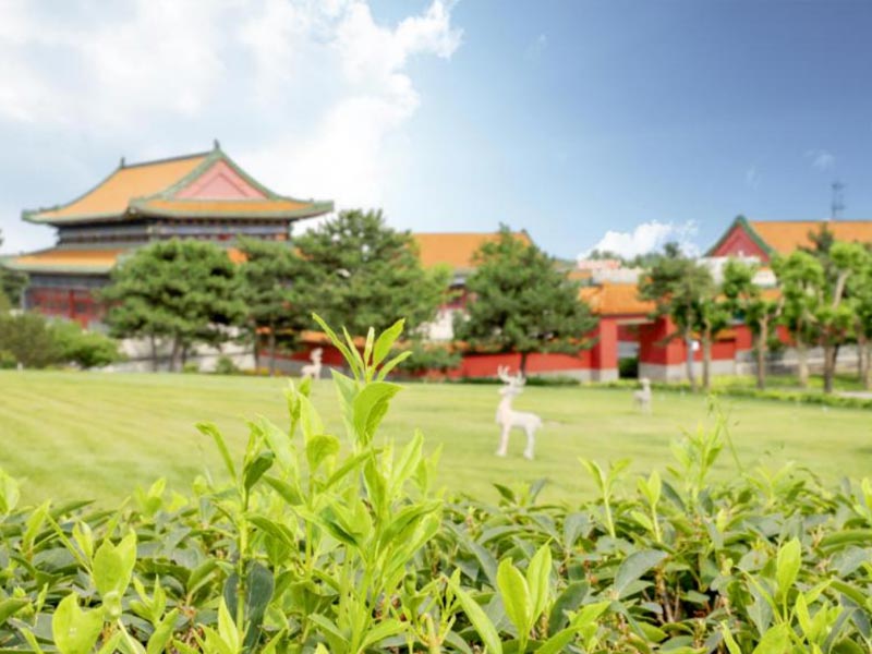 草坪绿地
